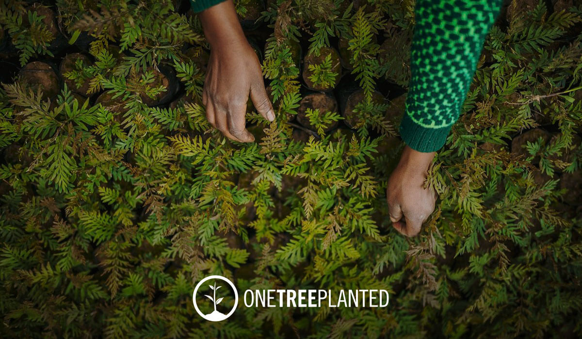 Changing the world one tree at a time with One Tree Planted!